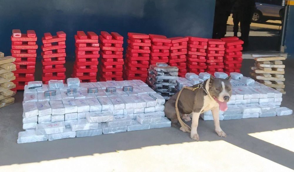 Pitbull atuou no Canil da Força Tática do 4º BPM, em Gurupi — Foto: Polícia Militar/Divulgação